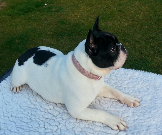 French Bulldog Puppies Image eClassifieds4u