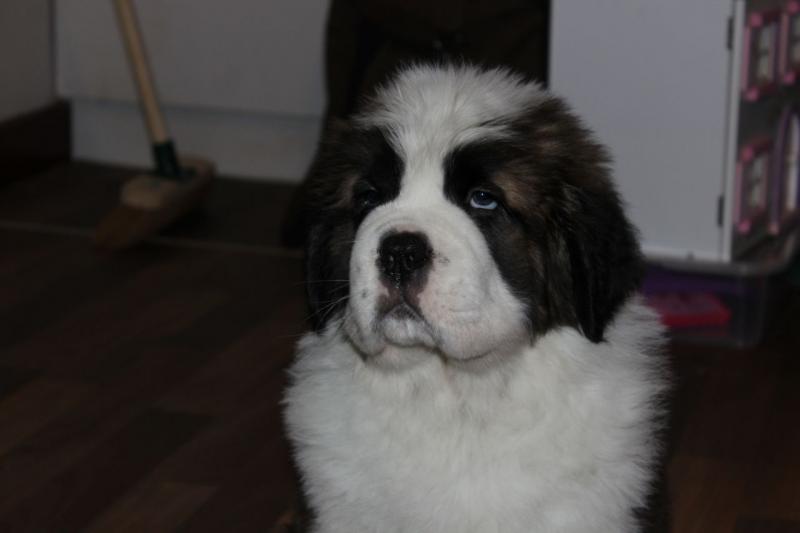 Gentle Giant St Bernard Puppies call 5043082268 Image eClassifieds4u