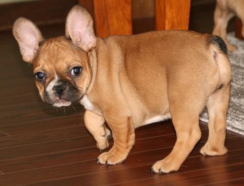 Gleaming Boxer Pupps Ready Now For Sale Image eClassifieds4u