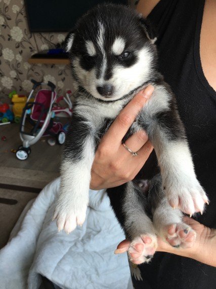 Good looking Pomsky Puppies ready for new home Image eClassifieds4u