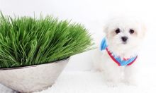 Cute Yorkie puppies Image eClassifieds4U