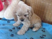 er Spaniel Working Type Image eClassifieds4U