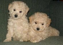 F2 Goldendoodles Puppies 2 Black Girls Left Reduce Image eClassifieds4U