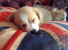 Male/Female Pembroke Welsh Corgi puppies for Re-homing Image eClassifieds4u 2