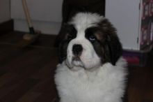Gentle Giant St Bernard Puppies call 5043082268 Image eClassifieds4U