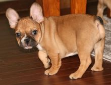 Gleaming Boxer Pupps Ready Now For Sale Image eClassifieds4U
