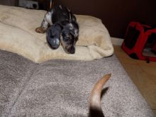 Miniature Dachshund Smooth Shaded Red/red Dapple Image eClassifieds4U