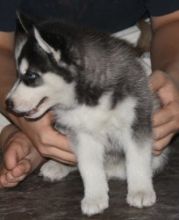 Siberian Husky Puppies Available For A New Home Image eClassifieds4U