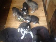 Siberian Husky Puppies Available For A New Home Image eClassifieds4U