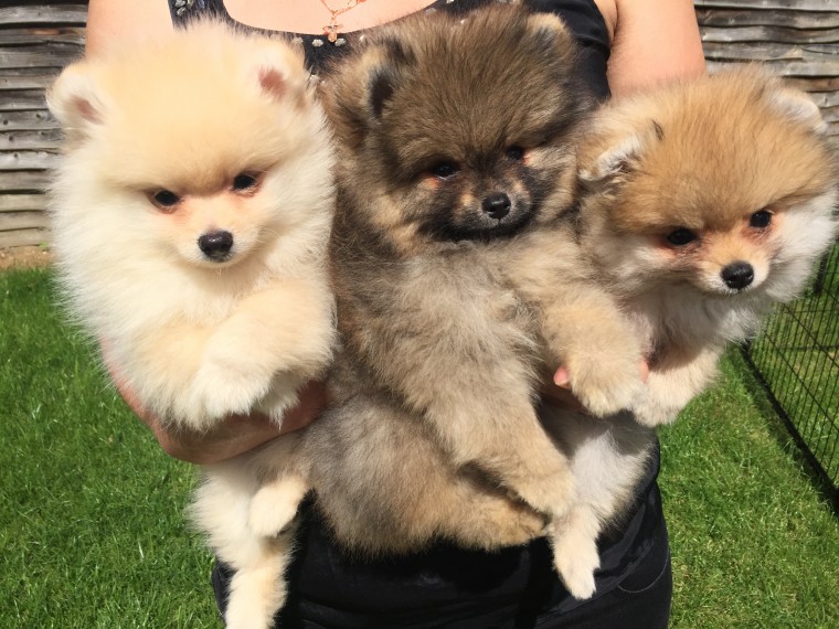 Potty trained Pomeranian puppies ready for adoption. Image eClassifieds4u