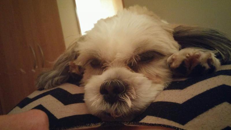 Shitzu Image eClassifieds4u