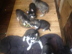 Siberian Husky Puppies Available For A New Home Image eClassifieds4u