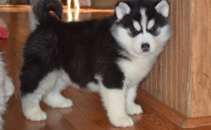 Siberian Husky Puppies Available For A New Home Image eClassifieds4u