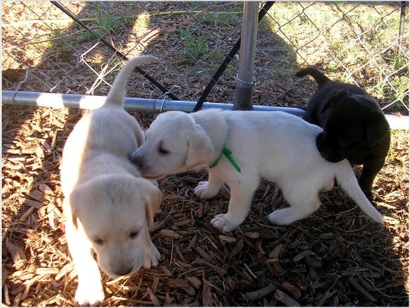 Two Adorable Golden Retrievers for Adoption Image eClassifieds4u