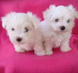 Two Teacup Maltese Puppies Needs a New Family Image eClassifieds4u