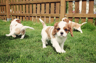 ***Cavalier King Charlea Spaniel Ready to Go *** Image eClassifieds4u