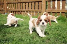 ***Cavalier King Charlea Spaniel Ready to Go ***