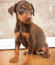 1st class Doberman Pinscher puppies for sale in dusty red, Black tan colors