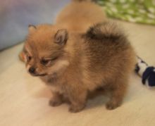 Absolutely cute Pomeranian puppies for sale