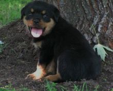 Adorable healthy active pure breed Rottweiler puppies for loving homes