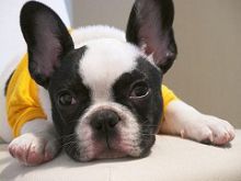 AKC quality French Bulldog Puppy