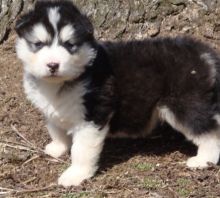 Always proud and healthy Alaskan Malamute puppies for loving homes