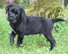 Best of Labrador Retriever puppies for sale to loving homes