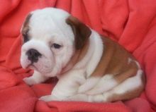 Brilliant English Bulldog puppies for loving homes