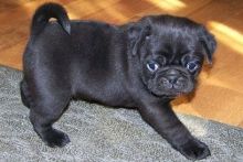 Elegantly raised Pug puppies for loving homes