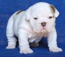 English Bulldog Puppies Available