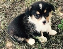 Enjoyous Pedigree Pembroke Welsh Corgi puppies for sale to loving homes