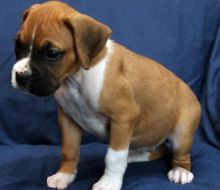Flashy Brindle, Fawn Boxer puppies for sale