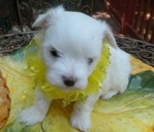 Gorgeous Maltese puppies for loving homes