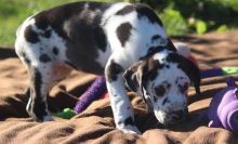 Great Dane puppies for sale now