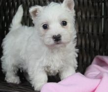 Healthy stunning Westie puppies for sale to loving homes