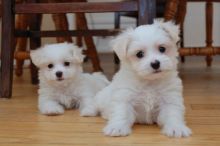 Jovial Teacup Maltese Pups for Sale
