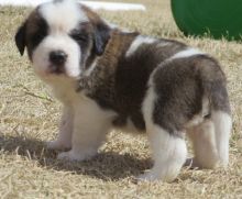 Awesome F/M Saint Bernard puppies for homing