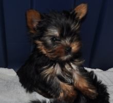 Pure breed Yorkies for sale