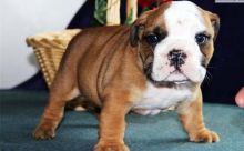 Quality Registered Bulldog Puppies