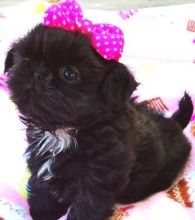 Shih Tzu puppies for sale to loving homes