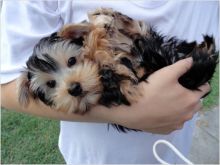 Yorkshire Terriers Puppies
