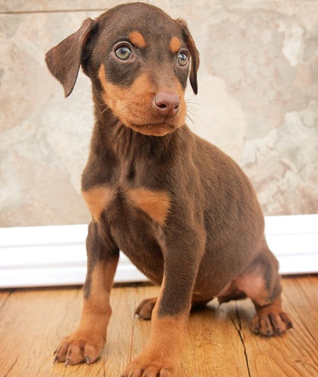 1st class Doberman Pinscher puppies for sale in dusty red, Black tan colors Image eClassifieds4u