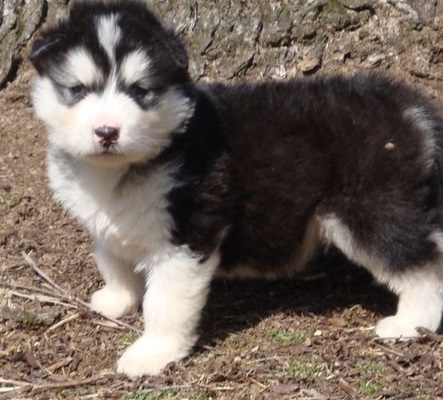 Always proud and healthy Alaskan Malamute puppies for loving homes Image eClassifieds4u