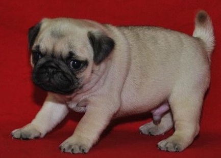 Elegantly raised Pug puppies for loving homes Image eClassifieds4u