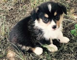 Enjoyous Pedigree Pembroke Welsh Corgi puppies for sale to loving homes Image eClassifieds4u