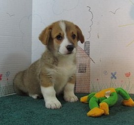 Enjoyous Pedigree Pembroke Welsh Corgi puppies for sale to loving homes Image eClassifieds4u