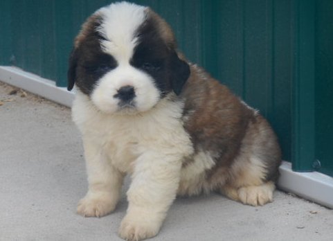 Awesome F/M Saint Bernard puppies for homing Image eClassifieds4u