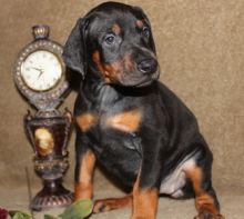 1st class Doberman Pinscher puppies for sale in dusty red, Black tan colors Image eClassifieds4u 2