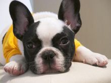 AKC quality French Bulldog Puppy Image eClassifieds4u 2