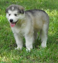 Always proud and healthy Alaskan Malamute puppies for loving homes Image eClassifieds4u 2
